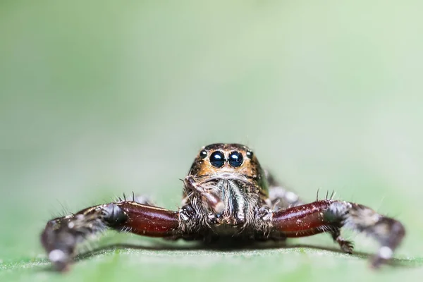 Makro Pavouk Zeleném Listu — Stock fotografie