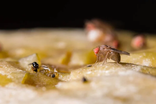 Drosophila Melanogaster Mosca Fruta — Foto de Stock