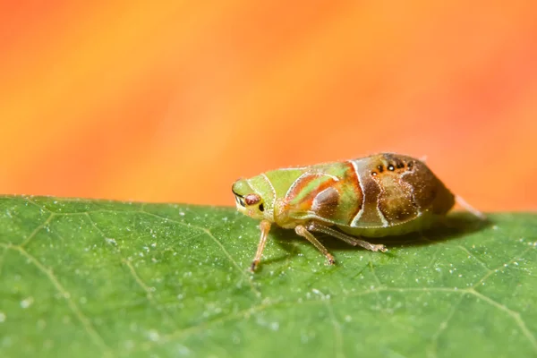 Regardez Près Leafhopper — Photo