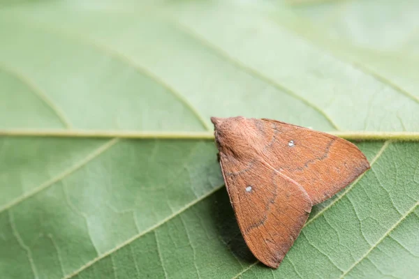 Polilla Hoja — Foto de Stock