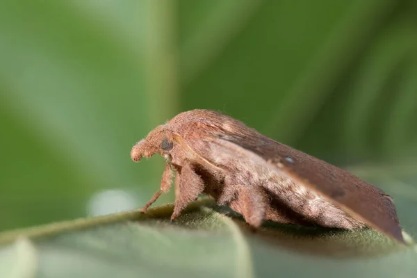 Moth Het Blad — Stockfoto