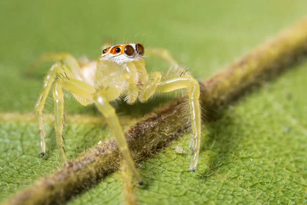 Close Aranha Amarela Folha Verde — Fotografia de Stock