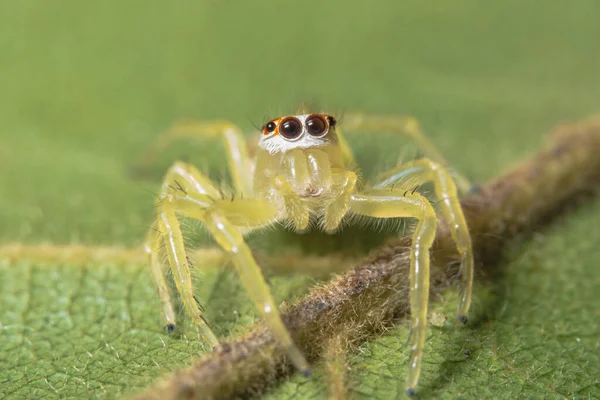 Nahaufnahme Einer Gelben Spinne Auf Grünem Blatt — Stockfoto