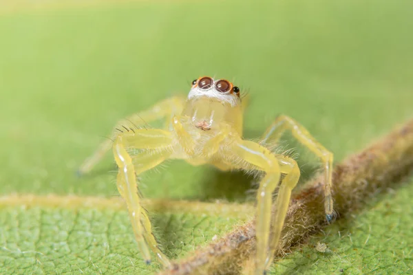 Sárga Pók Közelsége Zöld Levélen — Stock Fotó