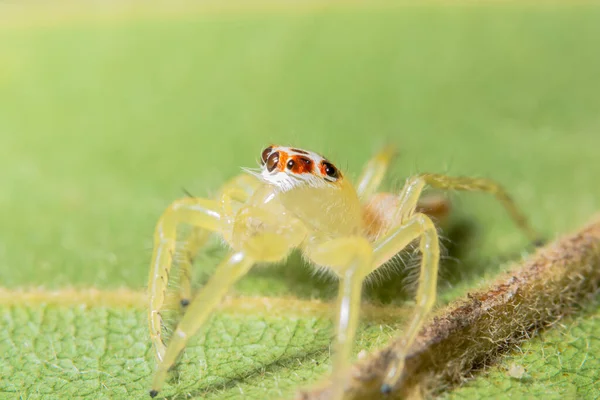 거미의 — 스톡 사진