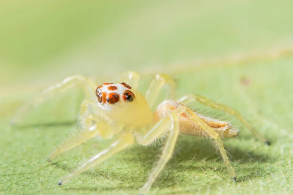 Detailní Záběr Žlutého Pavouka Zeleném Listu — Stock fotografie