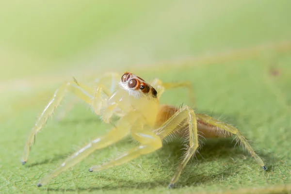 Nahaufnahme Einer Gelben Spinne Auf Grünem Blatt — Stockfoto