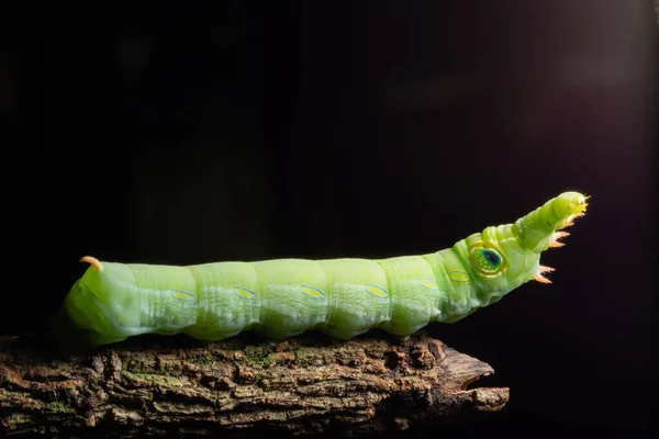 Macro Groene Worm Een Tak — Stockfoto