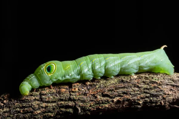 Macro Groene Worm Een Tak — Stockfoto