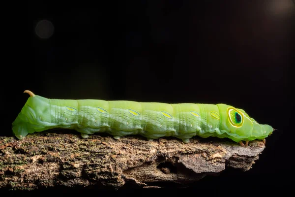 Makro Zelený Červ Větvi — Stock fotografie