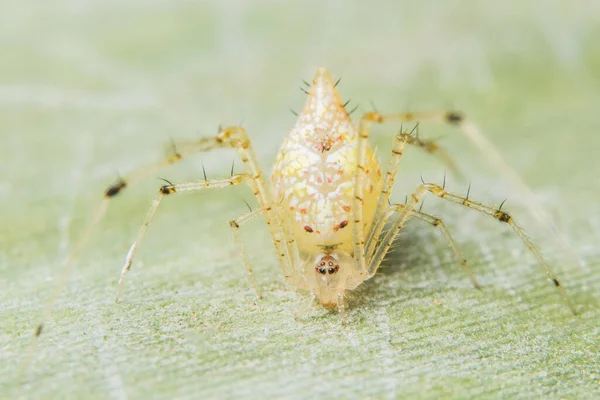 Închidere Păianjen Galben Frunze Verzi — Fotografie, imagine de stoc