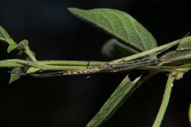 Yakın çekim bir örümcek al.