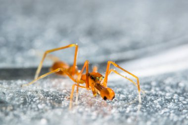Yakın çekim bir örümcek al.