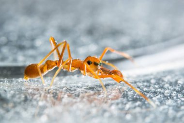 Yakın çekim bir örümcek al.