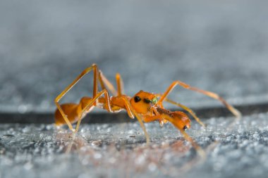 Yakın çekim bir örümcek al.