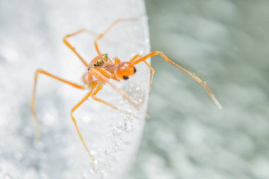 Yakın çekim bir örümcek al.
