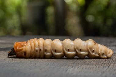 Bitkinin üzerinde Macro solucanı