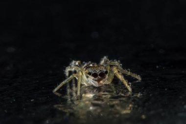 Yakın çekim bir örümcek al.