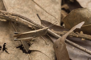 Bitkinin üzerinde makro çekirge