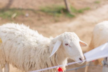 Hayvanat bahçesinde koyun