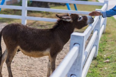 Hayvanat bahçesindeki atlar