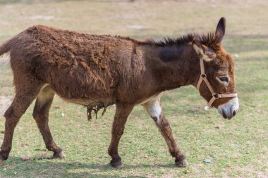 Hayvanat bahçesindeki atlar