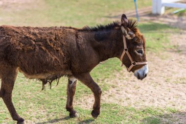 Hayvanat bahçesindeki atlar