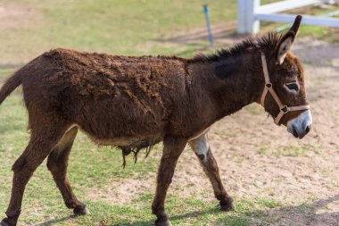 Hayvanat bahçesindeki atlar