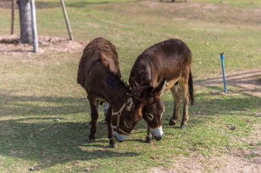 Hayvanat bahçesindeki atlar