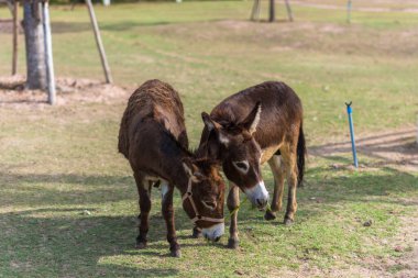 Hayvanat bahçesindeki atlar