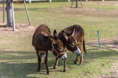 Hayvanat bahçesindeki atlar