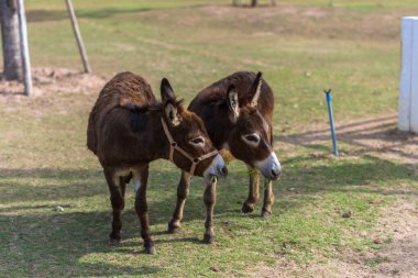 Hayvanat bahçesindeki atlar