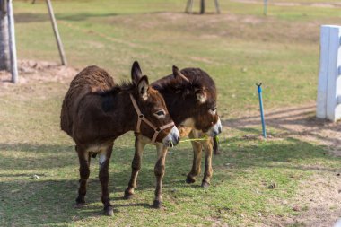Hayvanat bahçesindeki atlar