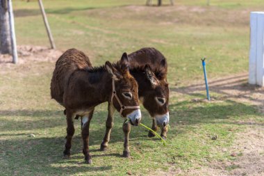 Hayvanat bahçesindeki atlar