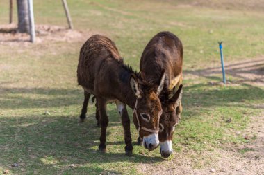 Hayvanat bahçesindeki atlar