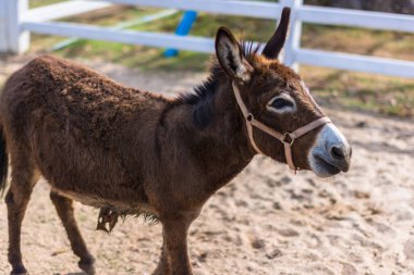 Hayvanat bahçesindeki atlar