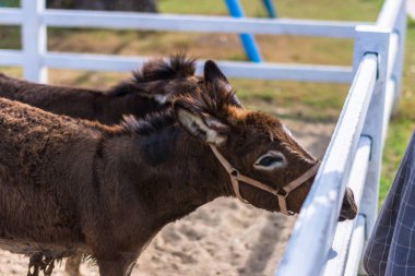 Hayvanat bahçesindeki atlar