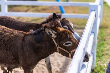 Hayvanat bahçesindeki atlar