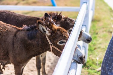 Hayvanat bahçesindeki atlar