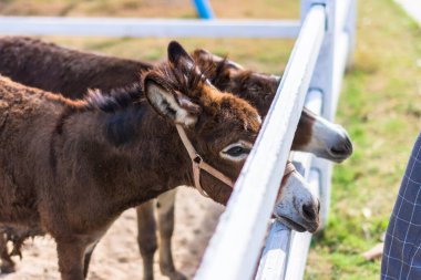 Hayvanat bahçesindeki atlar