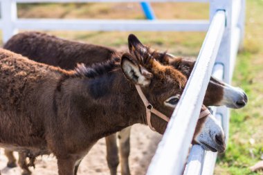 Hayvanat bahçesindeki atlar