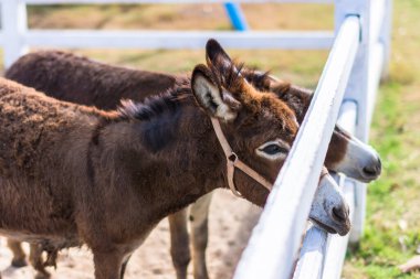 Hayvanat bahçesindeki atlar
