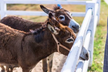 Hayvanat bahçesindeki atlar