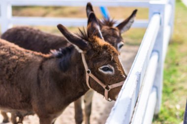 Hayvanat bahçesindeki atlar