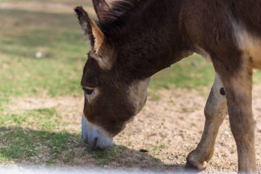 Hayvanat bahçesindeki atlar
