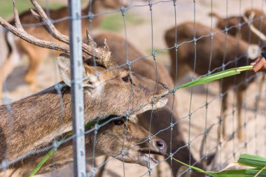 Hayvanat bahçesindeki geyik