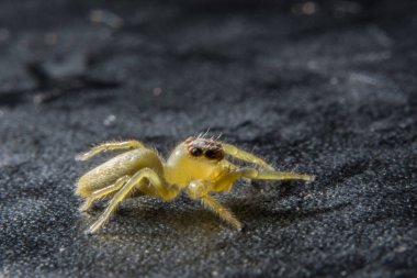 Yakın çekim bir örümcek al.