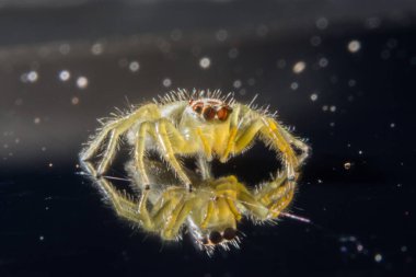 Yakın çekim bir örümcek al.