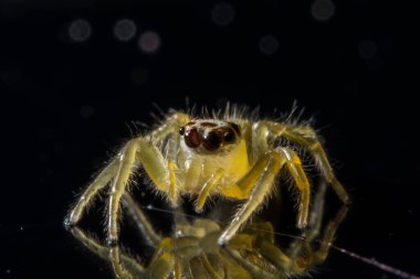 Yakın çekim bir örümcek al.