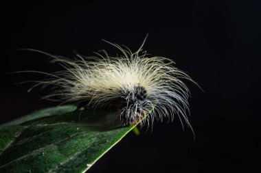 Yaprağın üzerindeki Macro tırtılı.